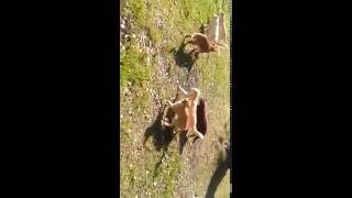 кошки на прогулке кошки на прогулке