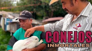 INCREIBLE estos conejos COMEN DE TODO