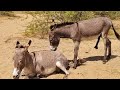 Donkey Meeting Firsttime