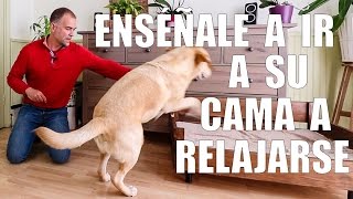 Enseña a tu Perro a ir a SU CAMA y RELAJARSE (Solución a muchos PROBLEMAS)