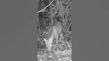Candid Sika Moments Trail Cams Unveil Japan S Deer Behavior Shorts Animals Wildlife Deer 