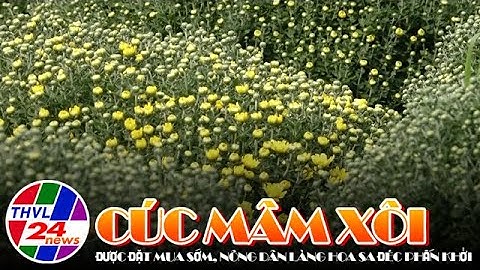 Cúc mâm xôi được đặt mua sớm, nông dân làng hoa Sa Đéc phấn khởi