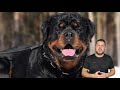 Rottweiler - Pros and cons -Guide to the Rottweiler breed| Ротвейлер достоинства и недостатки породы