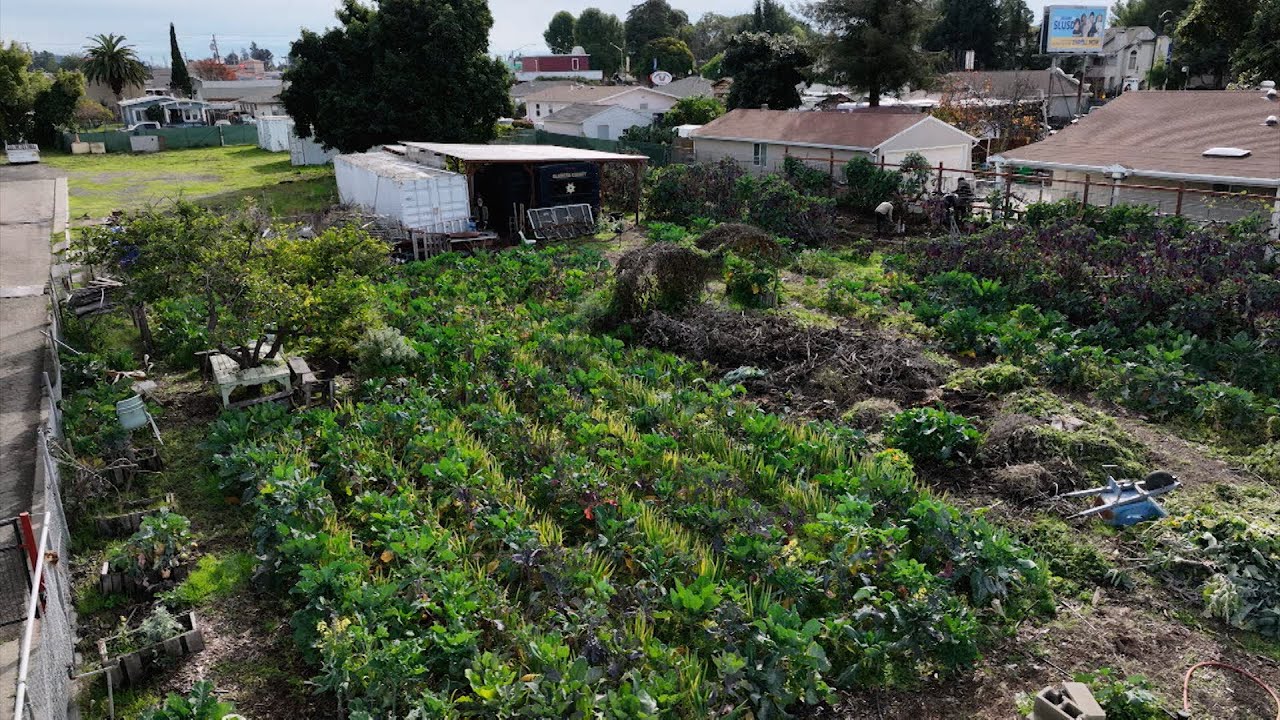 Urban Farming, Eating Leafy Greens, 'Food as Medicine,' Broccoli Rabe Pizza - America's Heartland