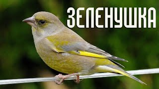 Зеленушка - Гнездовая жизнь и интересные факты (Птицы России) Фильм 46 (Chloris chloris)