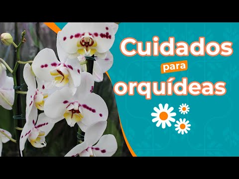 Como cuidar de orquídea