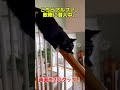 今日から猫やめて、特殊部隊員になる。 #爆笑動画 #ショート