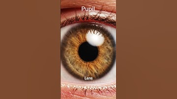 3D Eye Anatomy Animation 👁️✨  How Light Travels Through Cornea, Lens & Retina to Create Vision #3d