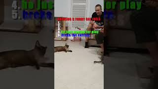 RANKING FUNNY MOMENTS WITH CATS  #cat #cats #funny #funnycats #memes #fyp #ranking #fail