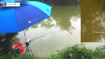 Câu đài tự nhiên. Cận cảnh phao câu đài. Câu cá chép sông tự nhiên.