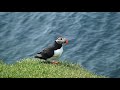 018 Rauðinúpur, macareux et fous de Bassan