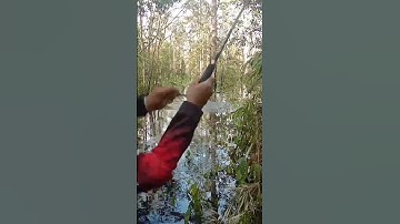 Toman Snakehead fish #fishing#shorts