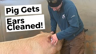 Rescued Pig Cleo Loves Getting Her Ears Cleaned!