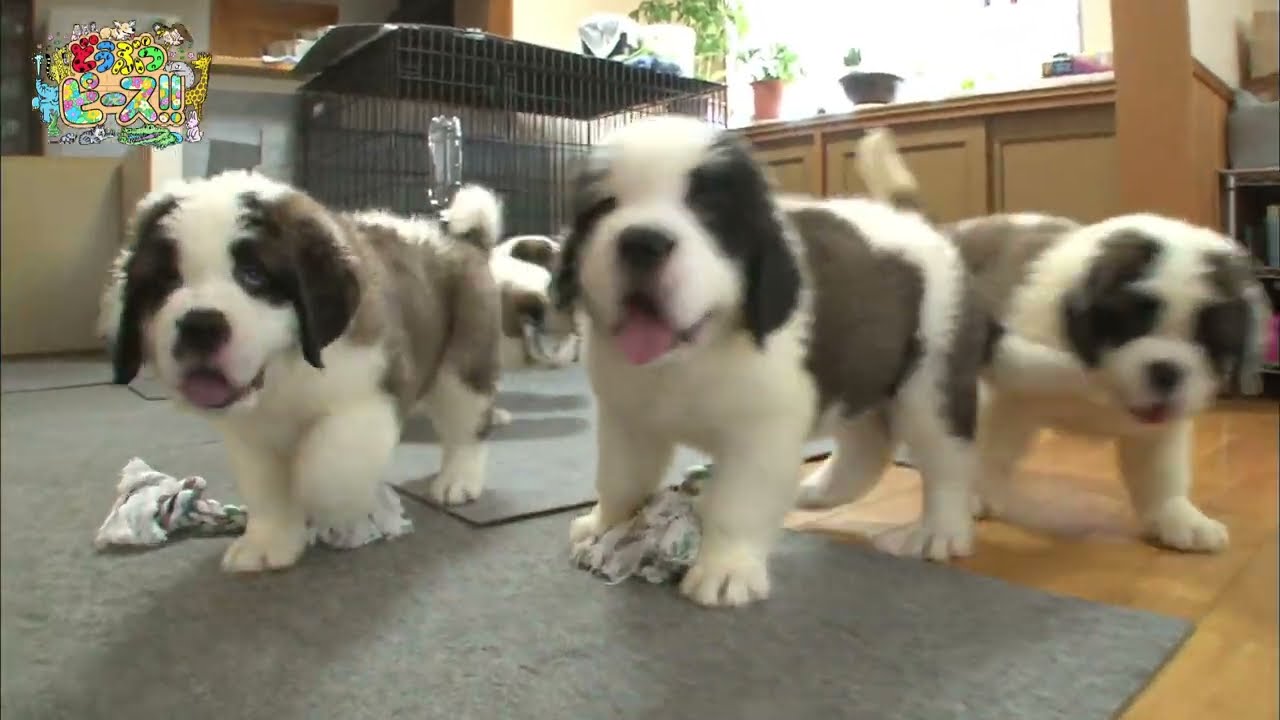 セント バーナード 新人犬 ごはんタイム 爆睡 かわいい犬まとめ動画 Youtube セント バーナード 新人犬 ごはんタイム 爆睡 かわいい犬まとめ動画 Youtube