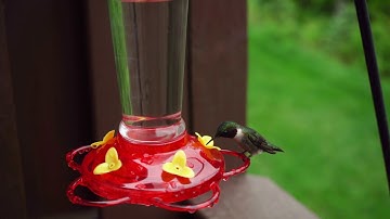 Ruby-Throated Hummingbird in Slow Motion