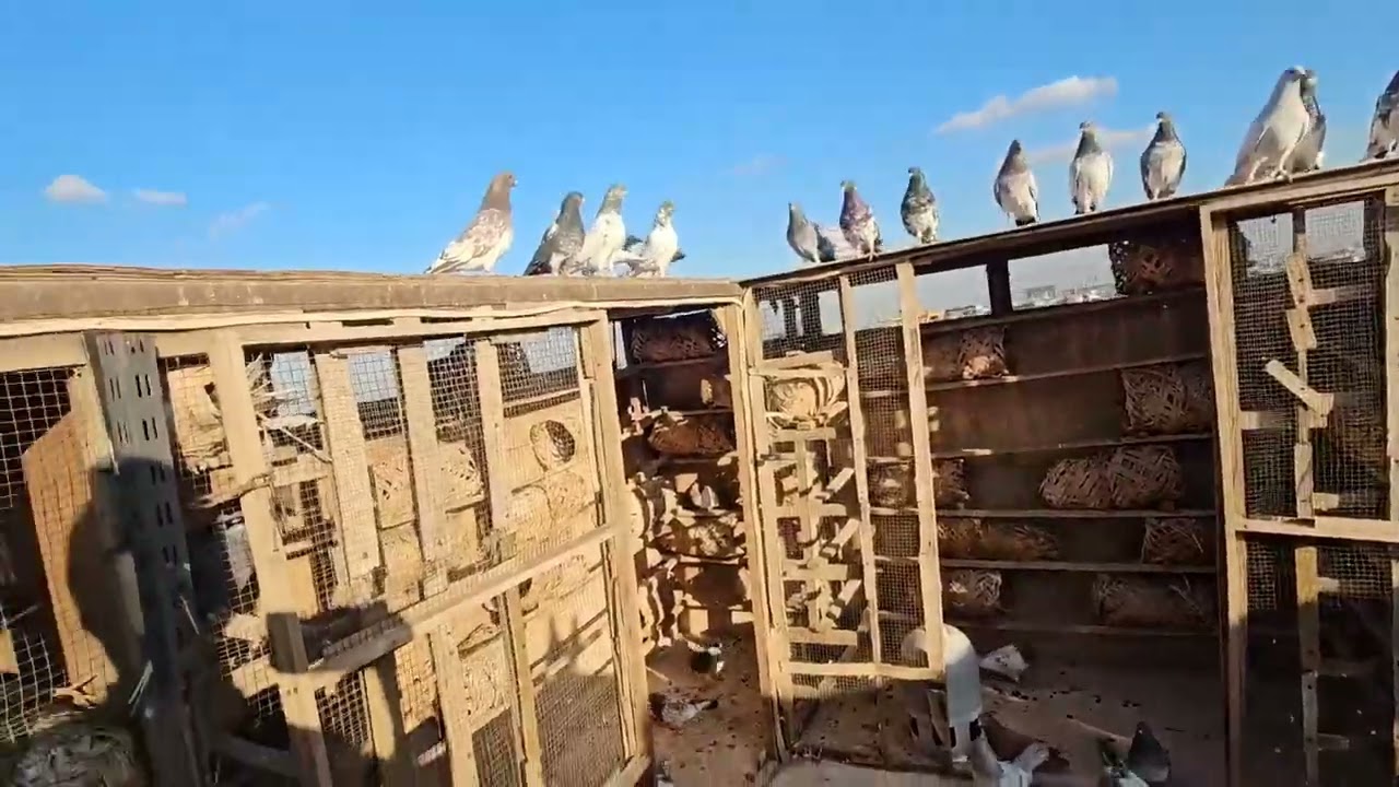 صيد اليوم 6 طيرنه البصراويات ❤️‍🩹مطيار الحمر يخبل اليوم الغربه طشار حسابي الجديد تفاعلكم