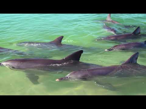 Destination WA - RAC Monkey Mia Dolphin Resort
