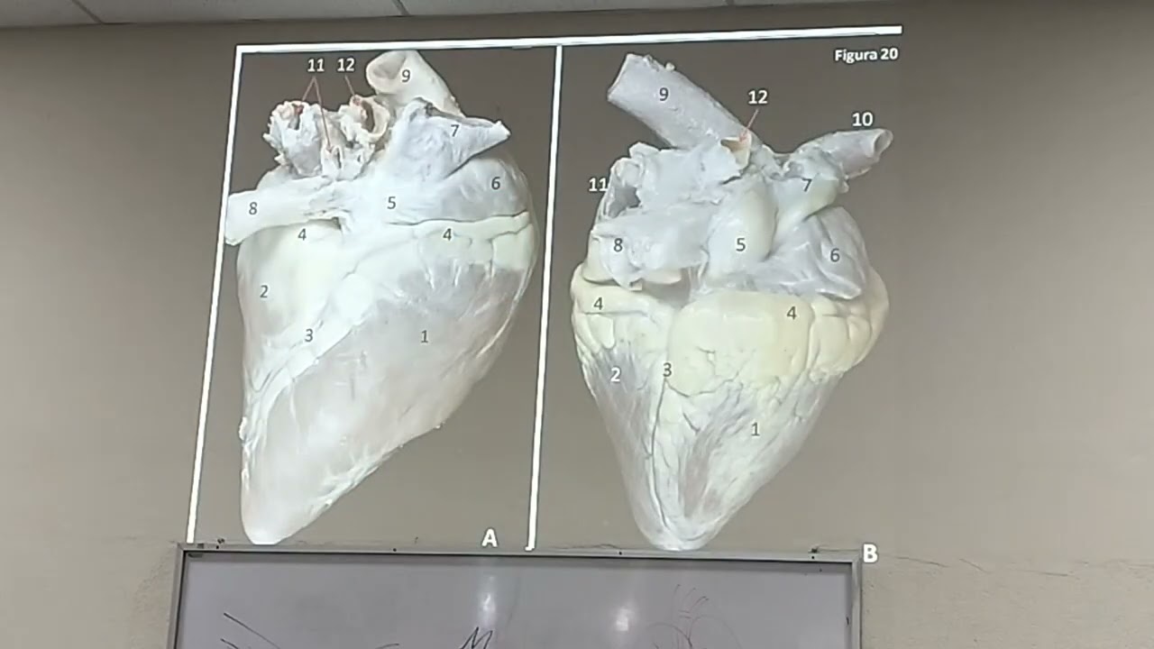 clase anato 04.02.26