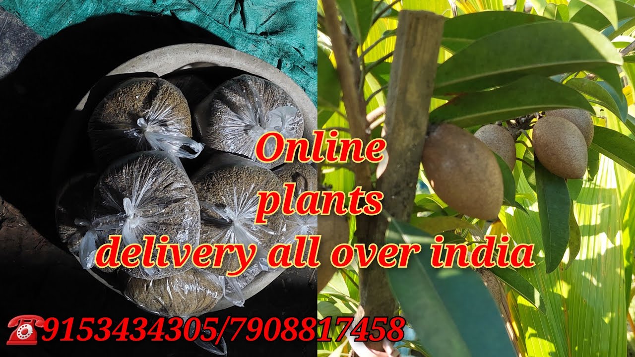 Online fruit plants nursery home delivery service available.call☎️9153434305 YouTube