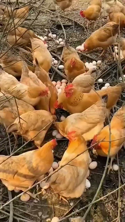 TERNAK AYAM KMPUNG ALA ORANG CHINA #2024 AMAZING