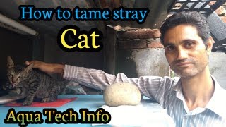 #45. How to tame stray cat