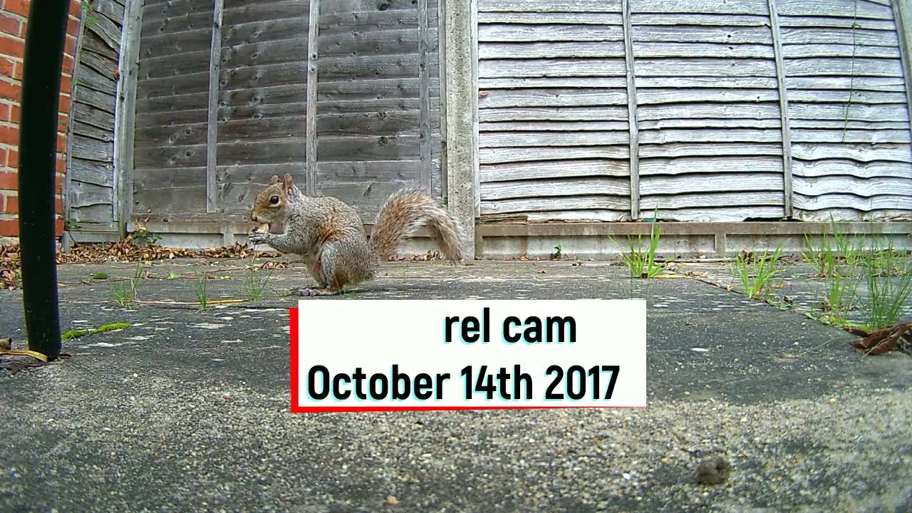 Squirrel cam - 14th October 2017 - curiosity