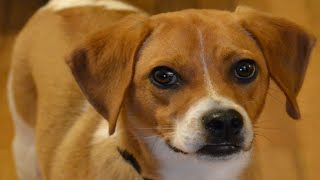 Jackabee | Jack russell beagle mix | Jack russell mix   Top 11 facts