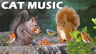 PETS TV  Cute Squirrel And Bird In The Forest  Keep Your Cat Entertained, Relaxing Music For Cat