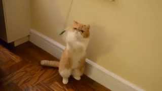 Cat Videos: Flat Face Cat (exotic shorthair) playing #5