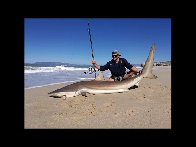 CAPE TOWN BRONZE WHALER SHARKS! 