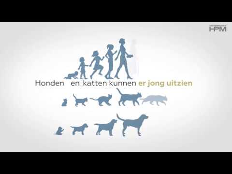 Video: Is Uw Huisdier Rechtspoot, Linkspoot Of Tweehandig?