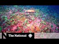 Massive coral reef discovered off Australian coast