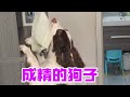 自律的修狗,收拾干净还操心家务,这个家离不开它#不养狗不知道养狗的乐趣 #萌宠出道计划 #科沃斯T80S #上新了在抖音