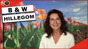 B & W Hillegom akkoord met nieuw zebrapadenplan
