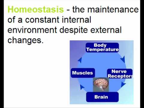 homeostasis biology communication ocr examination revision board