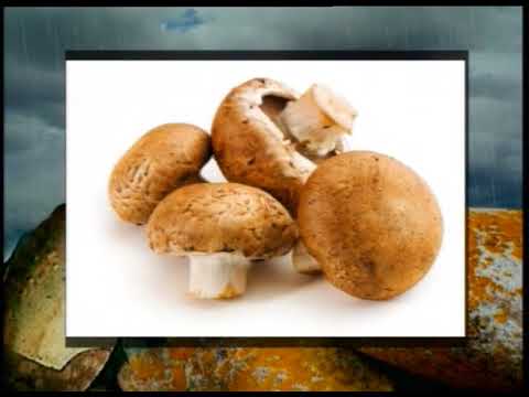 Agaricus: important features and life history