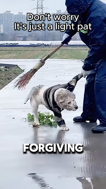 Dog Steals From Everyone To Make Owner Happy ❤️#dog #dogs #dogshorts
