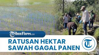 Ledakan Hama Tikus di Mautenda Ende, Ratusan Hektar Sawah Terancam Gagal Panen