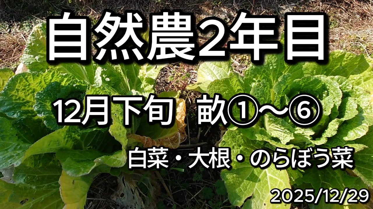 【自然農２年目】12月下旬の畑｜畝①～⑥｜白菜・大根・のらぼう菜｜たねすぱ自然農園