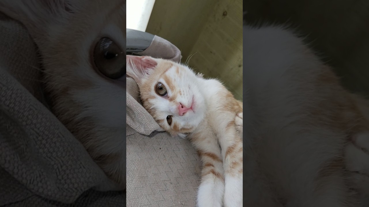 Dramatic Meowments 🐈😂 