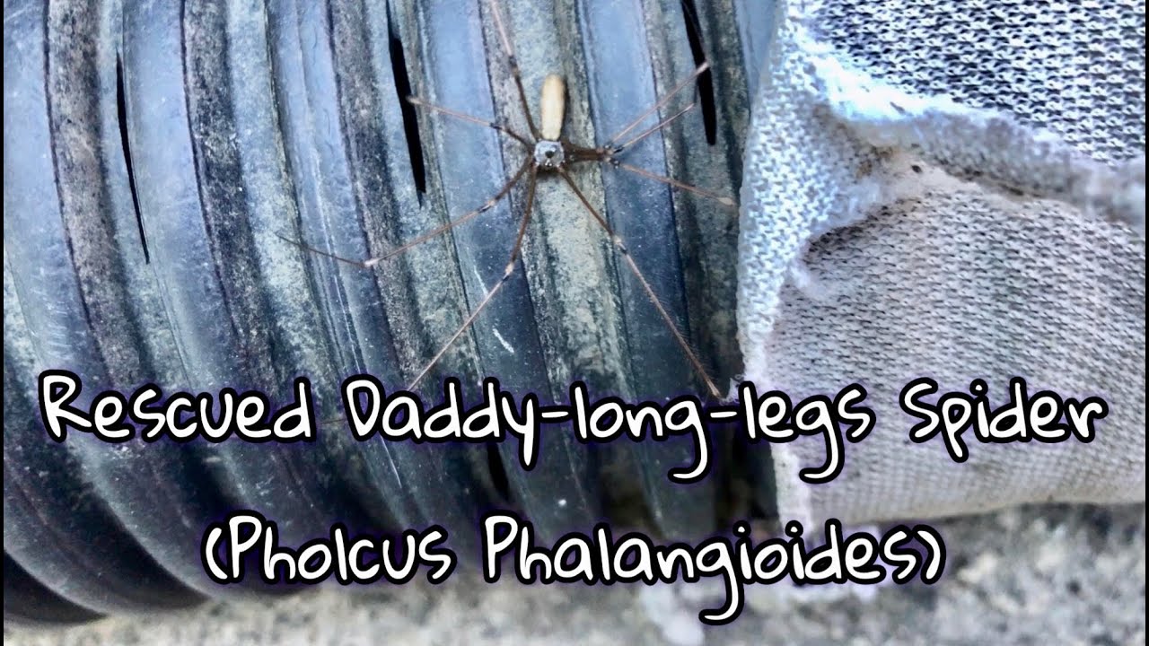 Rescued Daddy-long-legs Spider (Pholcus Phalangioides)/Australia 2021