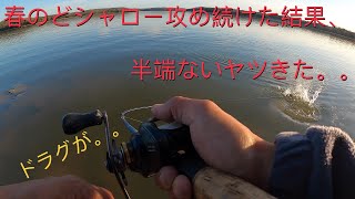 春のどシャローを攻め続けたらとんでもないヤツが連発した。(バス釣り、メガバス、アイジャック、チャターベイト、megabass I-Jack big blade chatterbait)