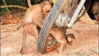 OMG, Poor Baby Lucas Stuck In Wheel, Why Little Monkey Do Like This On Baby Lucas?