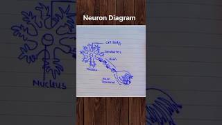 Neuron Diagram Easy h na 😅 #shorts #shortsfeed #shortsviral #youtubeshorts #biology #neet #students