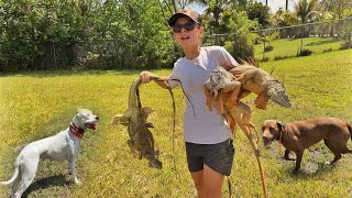Day 2- invasive iguanas in Florida has new Natural Predators! Iguana Hunting Hog Dogs!