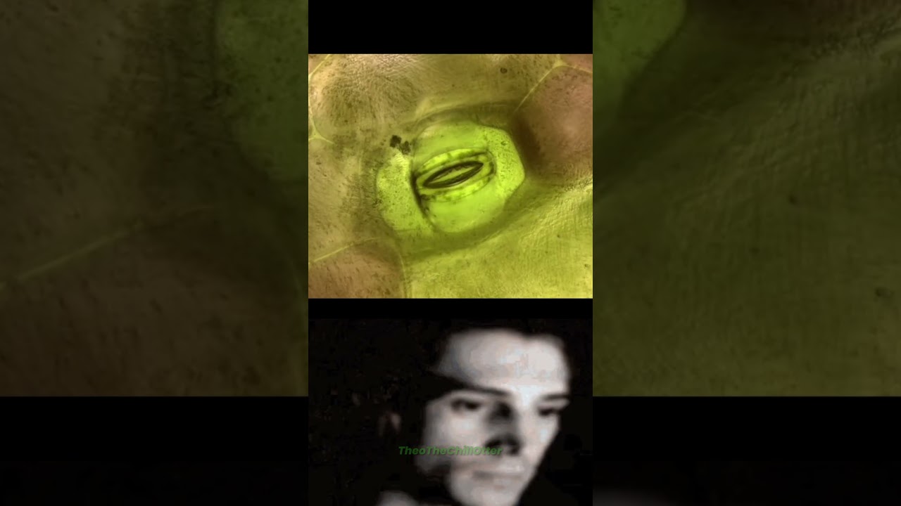 A Plant Breathing Magnified