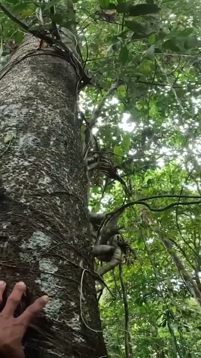 Hutan belantara