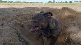 Staffordshire Bull Terrier - have fun while digging a hole by Stafficzki Spiczki FCI  1,081 views 10 months ago 2 minutes, 26 seconds