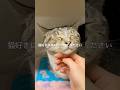 猫が1人でいる時の気持ち3選 #猫 #ねこ #保護猫 #ねこのいる生活 #猫のいる暮らし #猫動画 #猫のいる生活 #雑学 #豆知識 VOICEVOX:ずんだもん