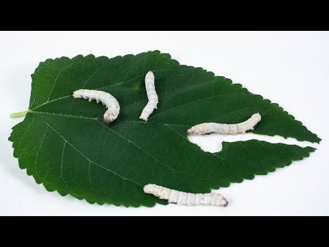 【延时摄影】蚕吃桑叶全过程：碎 桑 机